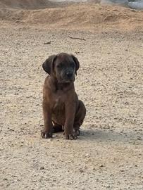 Cane corso femmina e maschio