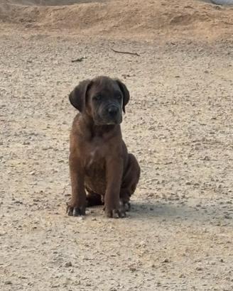 Cane corso femmina e maschio