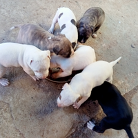 Cani Amstaff