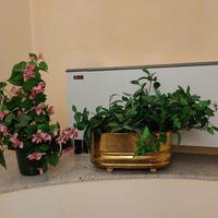 Piante finte