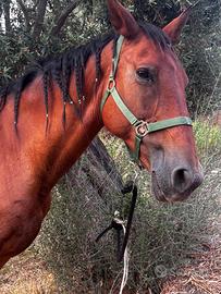 Cavallo