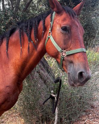 Cavallo