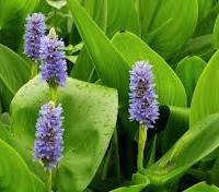 piante laghetto palustri