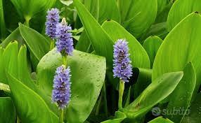 piante laghetto palustri