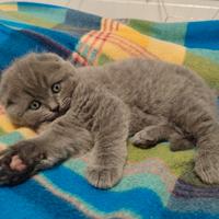 Cuccioli gatto British e Scottish blu