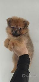 Cuccioli volpino spitz - pomerania