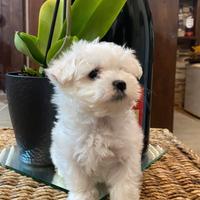 Cuccioli maltese coreano