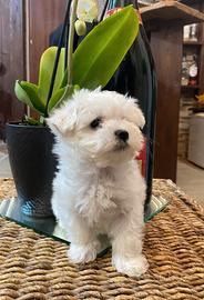 Cuccioli maltese coreano