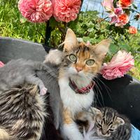 Non più disponibili