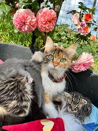 Non più disponibili