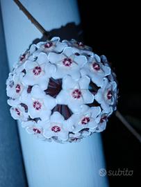 Hoya carnosa