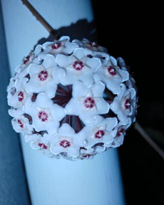 Hoya carnosa