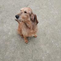 3 cani di razza segugio