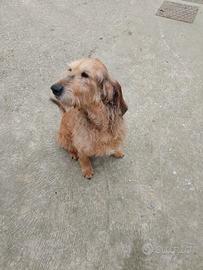 3 cani di razza segugio