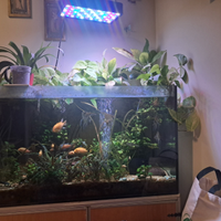 Aquario scoperto di aqua dolce