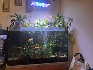 Aquario scoperto di aqua dolce