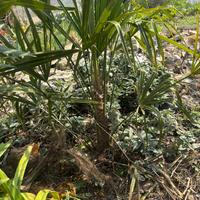 Palme di diverse grandezze