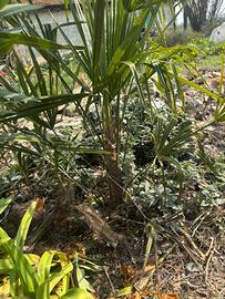 Palme di diverse grandezze