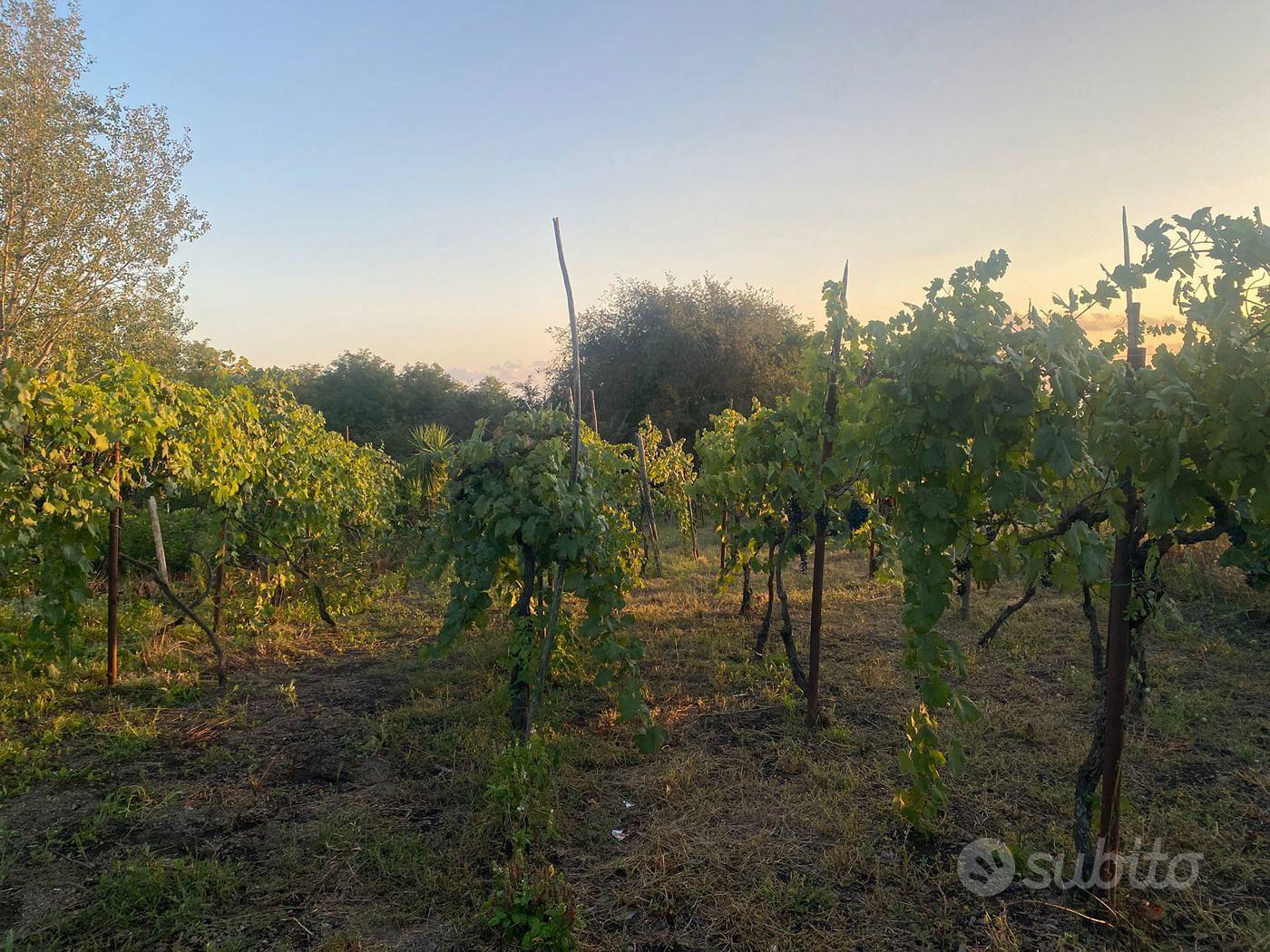 Terreno Agricolo San Sebastiano al Vesuvio - Vista 5