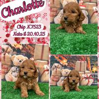 Cockapoo miele femmine