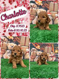 Cockapoo miele femmine