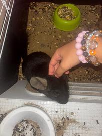 Cincilla