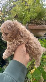 Disponibile Maltipoo x Pasqua