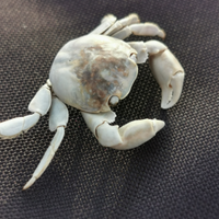 O. s. s Rometta,Messina,isole, venetico, saponara,