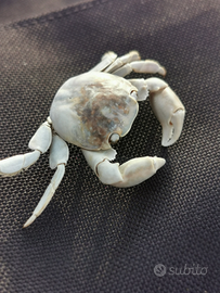 O. s. s Rometta,Messina,isole, venetico, saponara,