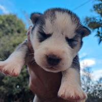 Siberian husky