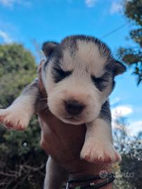 Siberian husky