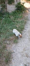 Bulldog francese