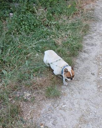 Bulldog francese