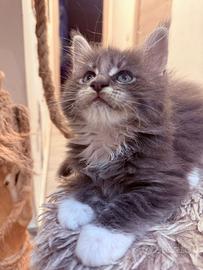 Maine Coon cucciolo