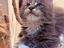 Immagine 1
