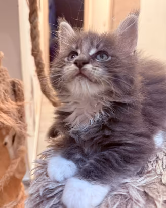 Maine Coon cucciolo