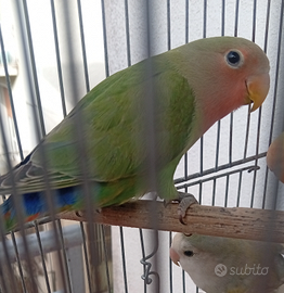 Maschio inseparabili