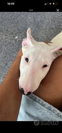 Cucciolo maschio bull terrier