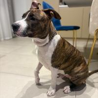 Cucciolo di amstaff