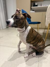Cucciolo di amstaff
