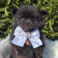 Spitz tedesco nano Pomerania