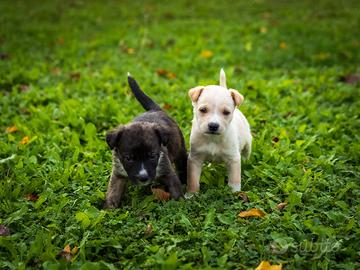 Cuccioli maschi mini due mesi mini