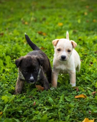 Cuccioli maschi mini due mesi mini