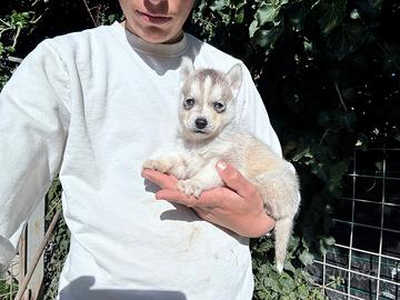 Siberian Husky con pedigree enci