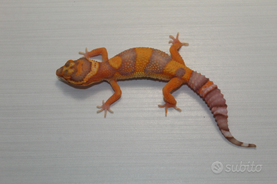 Geco leopardino