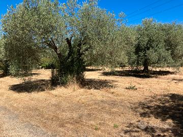 Campagna
