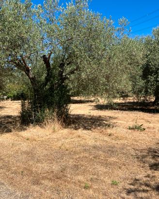 Campagna