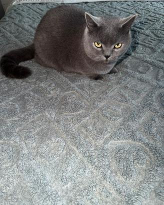 Assessori per il gatto