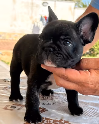 bulldog francese 