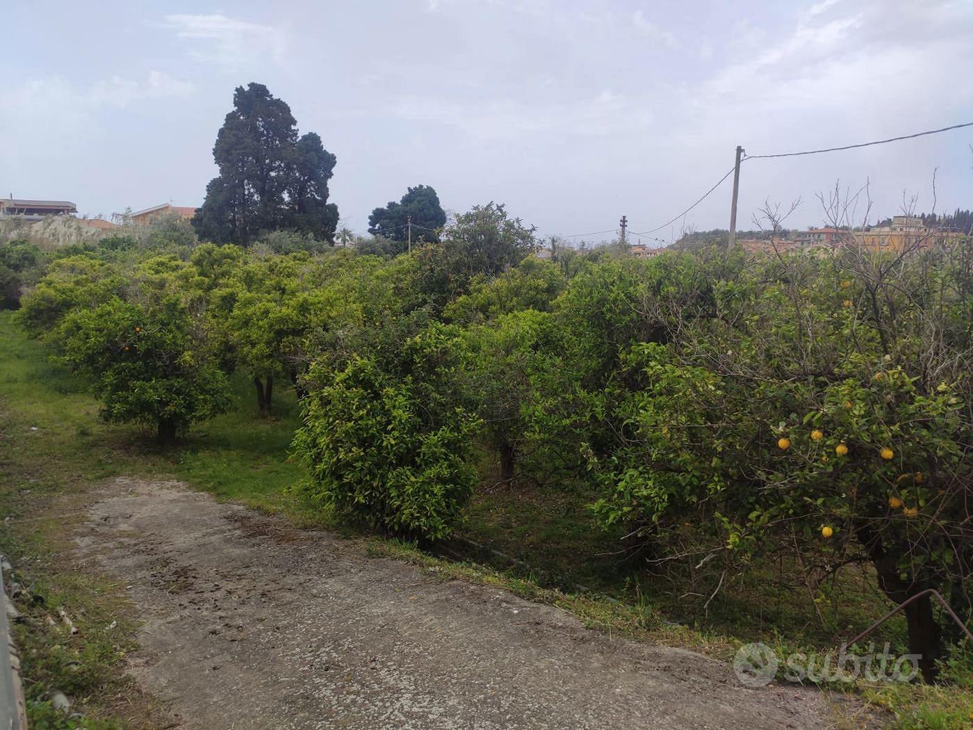 Terreno Agricolo Terme Vigliatore - Vista 4